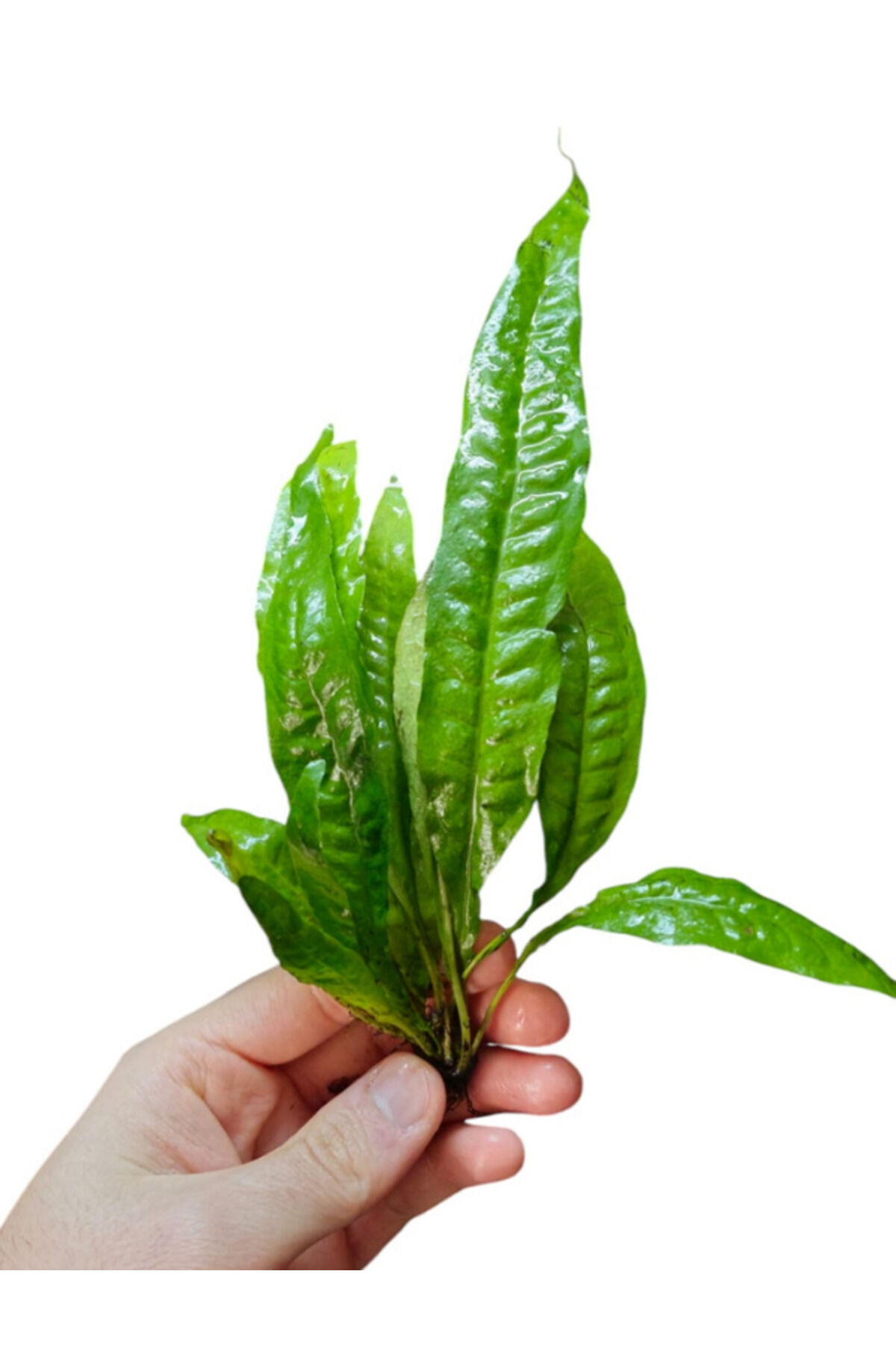 Microsorum Pteropus (Java Fern ) 1 Kök Kolay Akvaryum Bitkisi Canlı Bitki