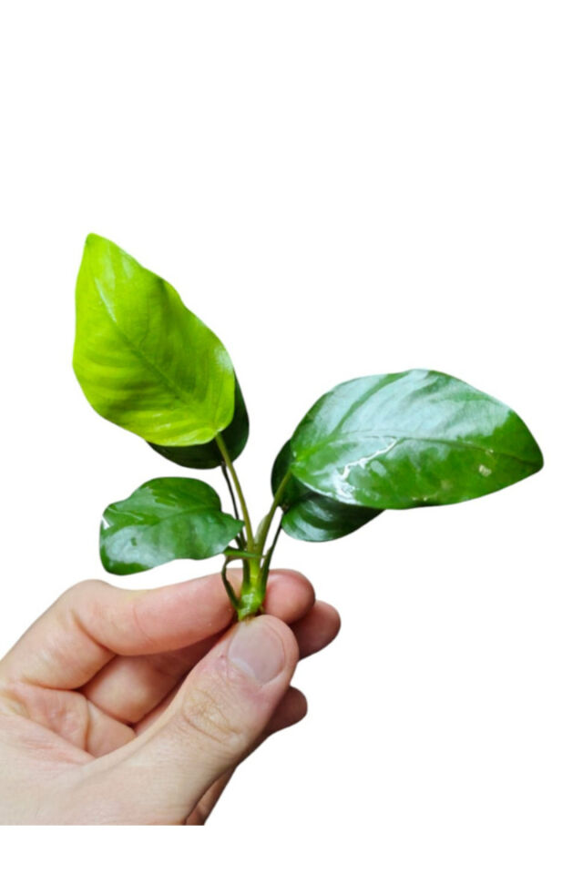 Anubias Barteri Nana Saksısız 4-7 Yapraklı 1 Kök Sert Yapraklı Kolay Akvaryum Bitkisi Canlı Bitki