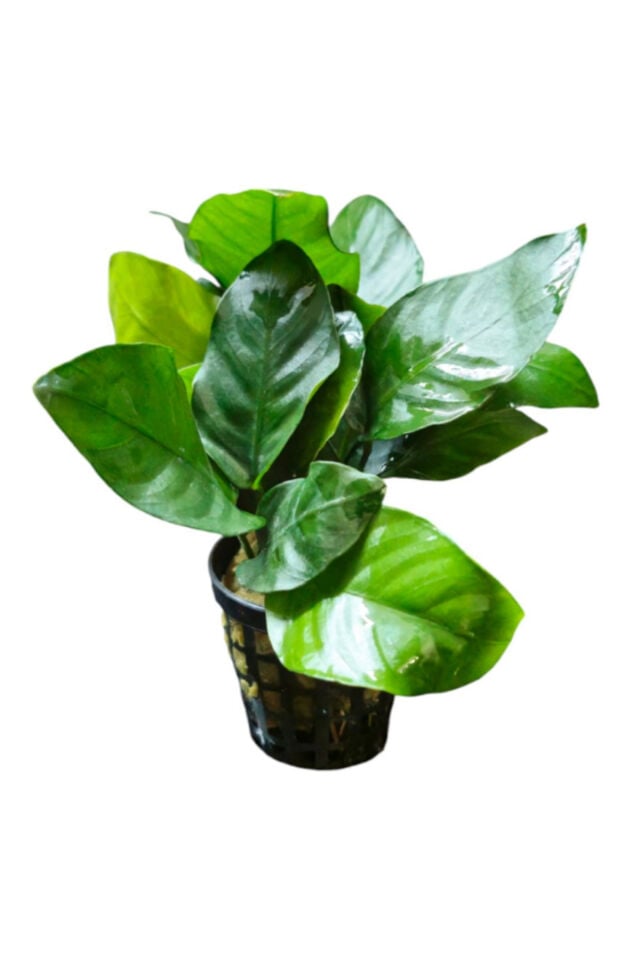 Anubias Barteri Nana Saksısız 4-7 Yapraklı 1 Kök Sert Yapraklı Kolay Akvaryum Bitkisi Canlı Bitki
