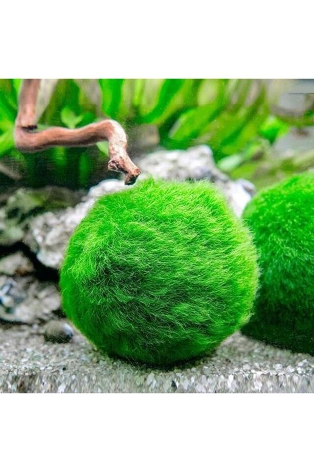 Marimo Mossball Yosun Topu 2-3 Cm