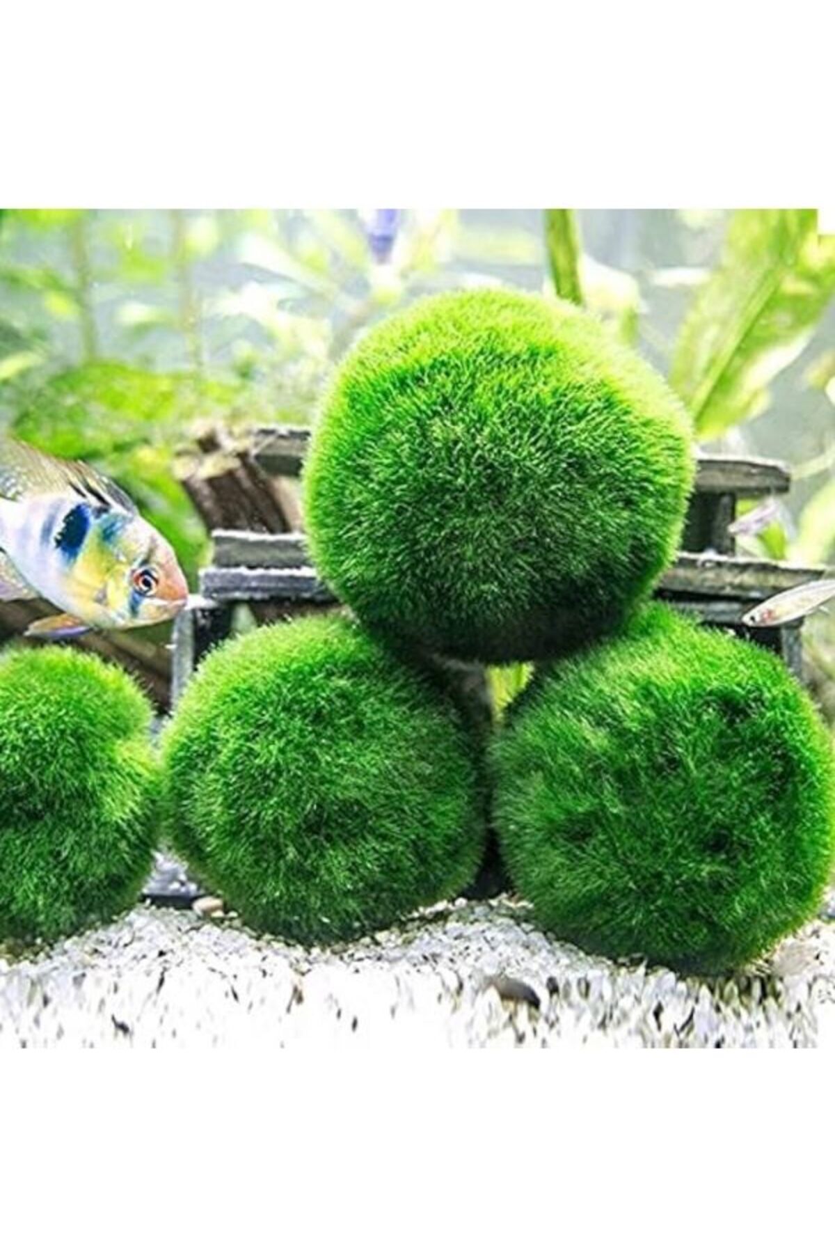 Marimo Mossball Yosun Topu 2-3 Cm