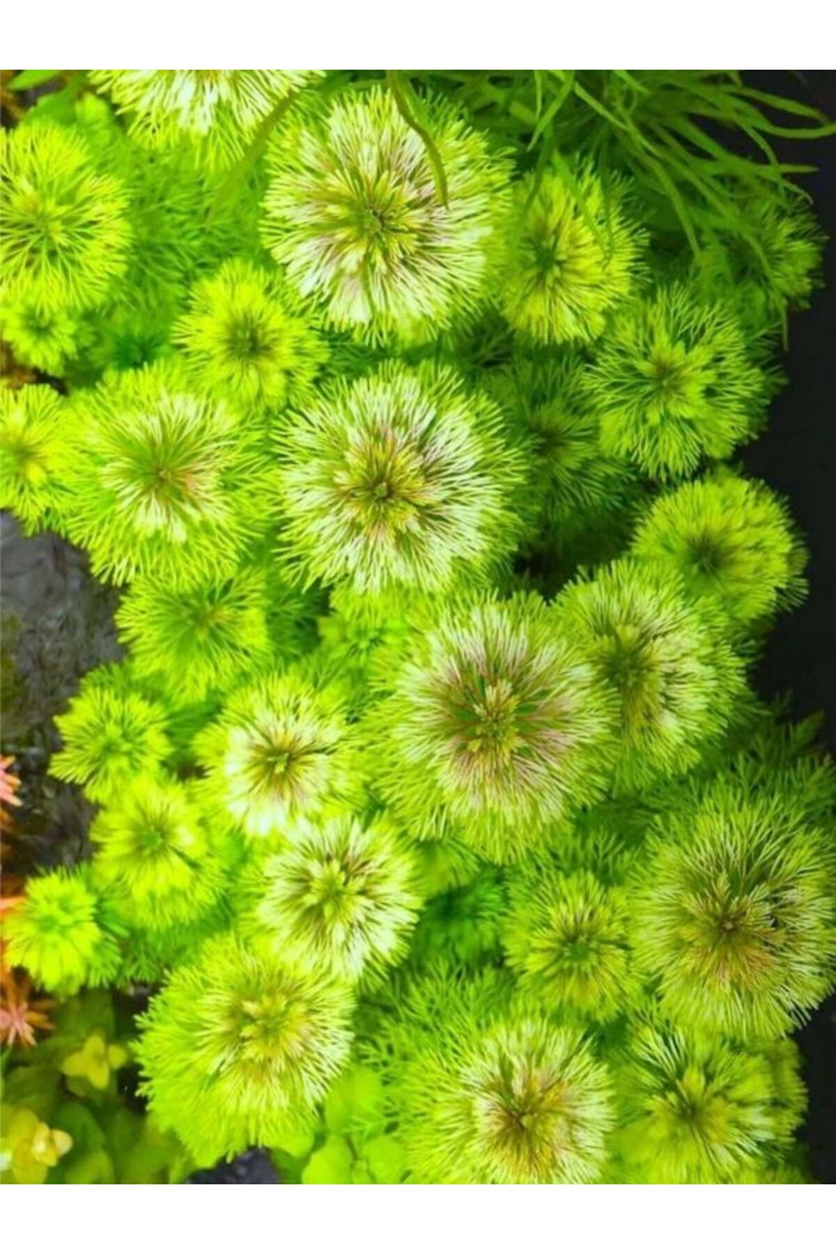 Sessiliflora Akvaryum Bitkisi, canlı Bitki 5 Dal