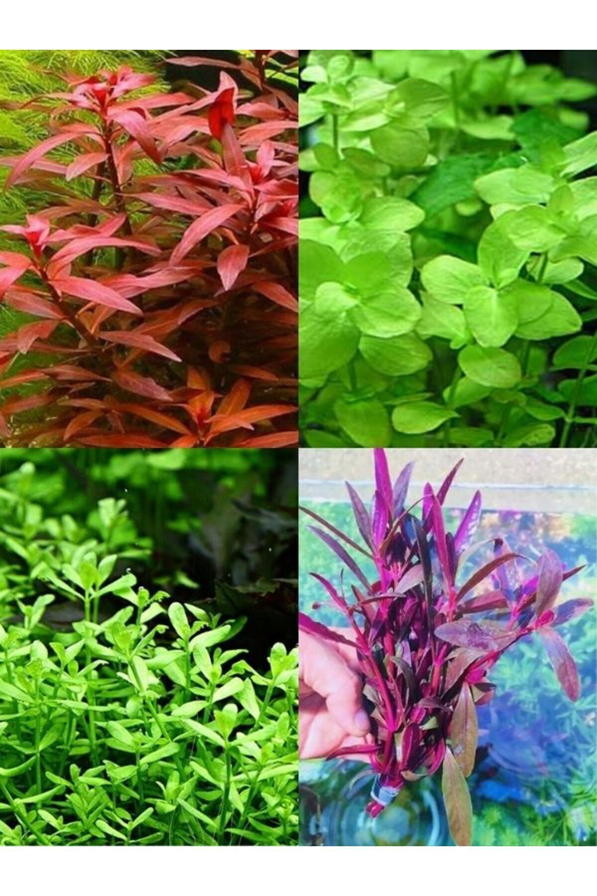 30 Dal Akvaryum Bitki Paketi (Co2 Gerekmez)
