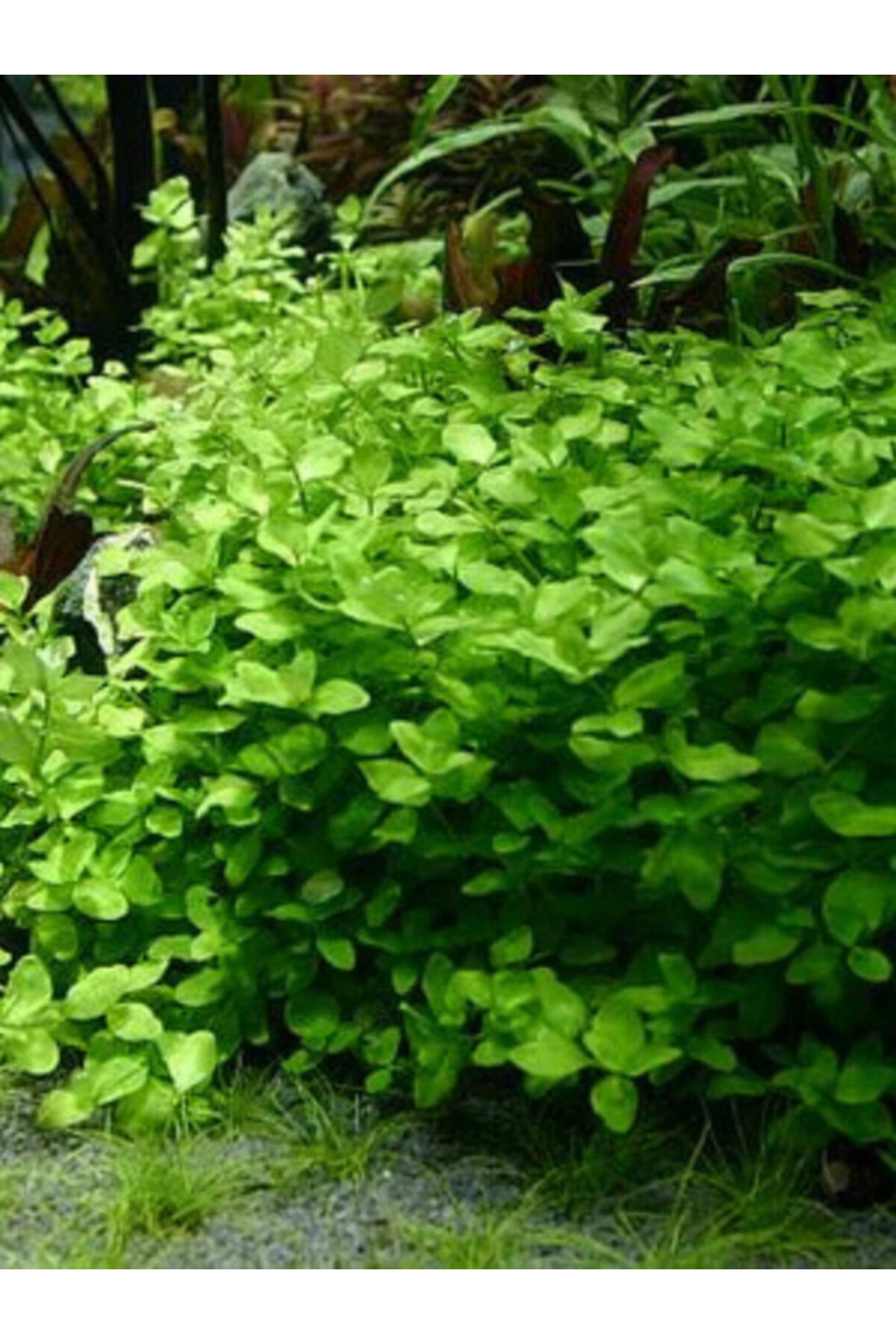 Bacopa Australis Akvaryum Bitkisi,canlı Bitki 5 Dal