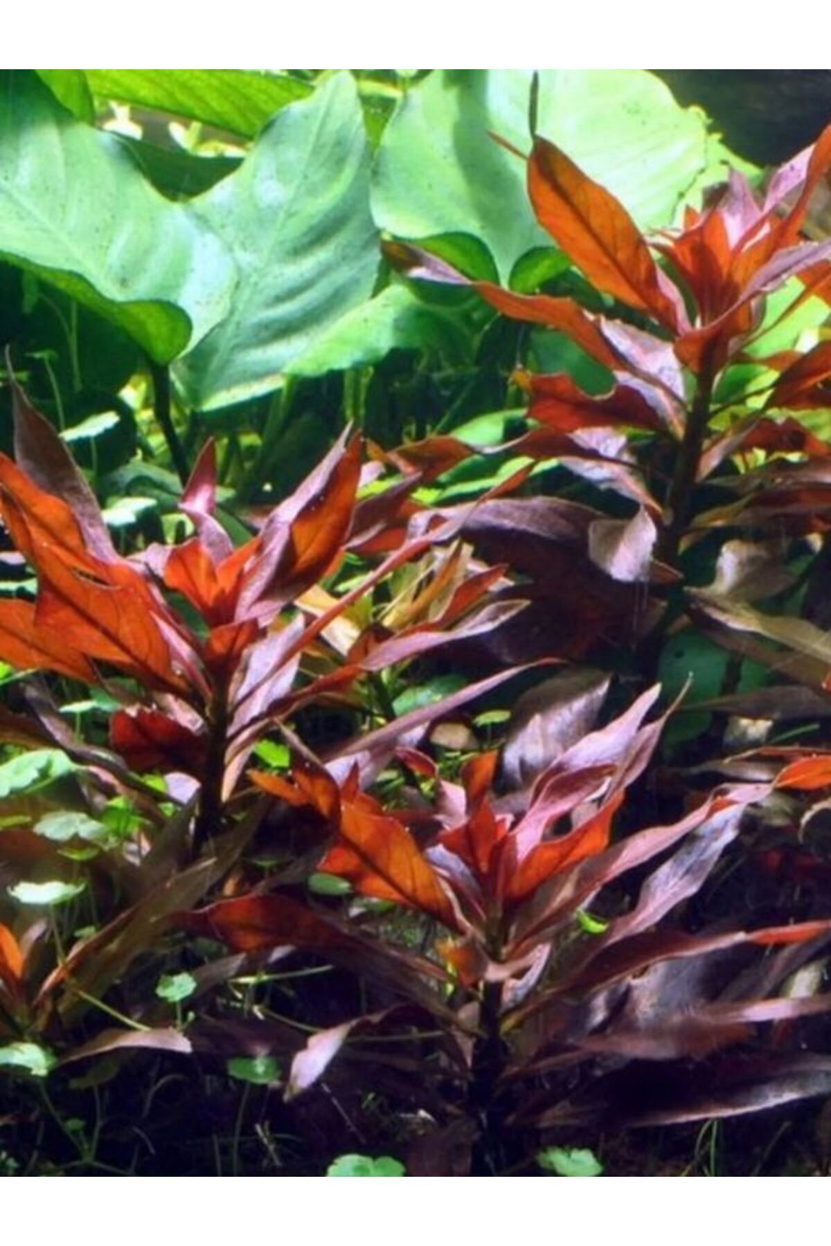 Ludwigia Peruensis Akvaryum Bitkisi, Canlı Bitki 5 Dal
