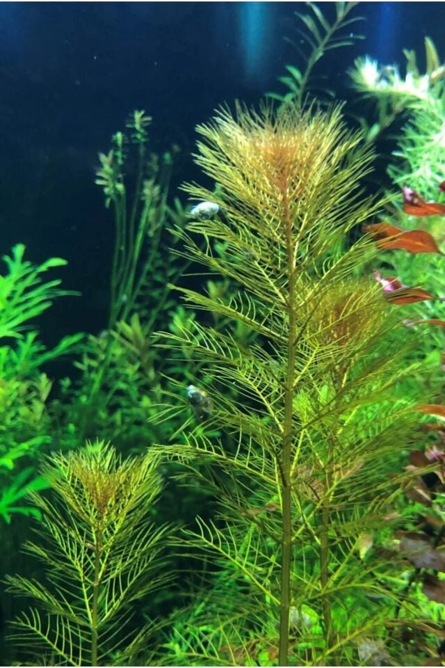 Myriophyllum Tuberculatum (Yeşil Formda) Akvaryum Bitkisi, Canlı Bitki 5 Dal