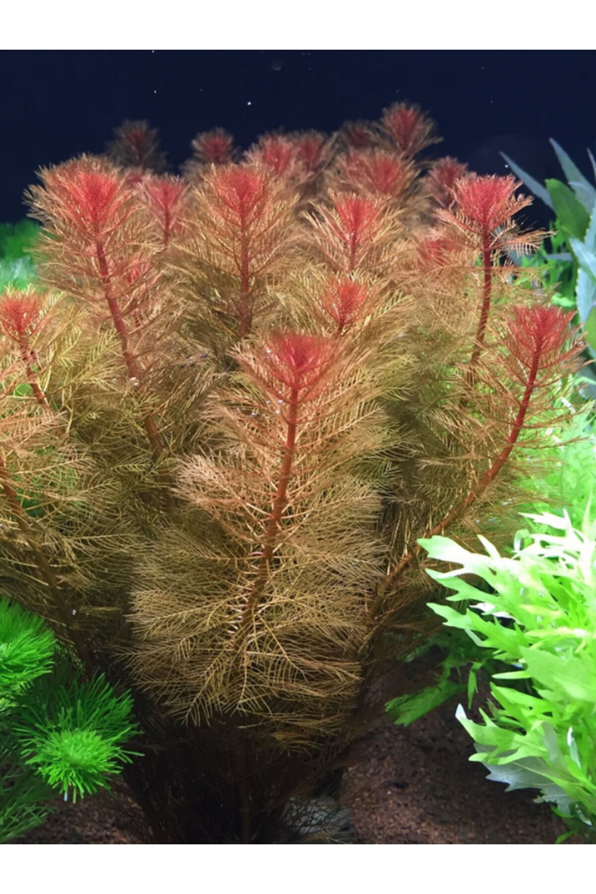Myriophyllum Tuberculatum (Yeşil Formda) Akvaryum Bitkisi, Canlı Bitki 5 Dal