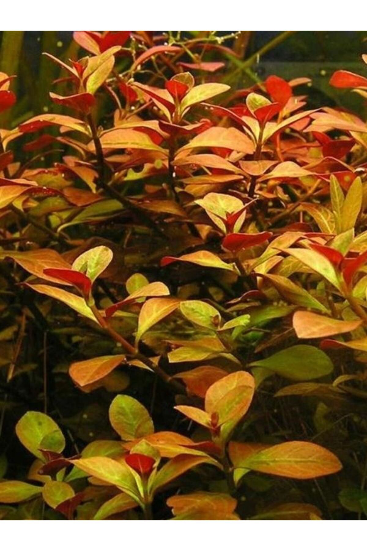 Ludwigia Ovalis (Gül) Akvaryum Bitkisi,canlı Bitki 5 Dal