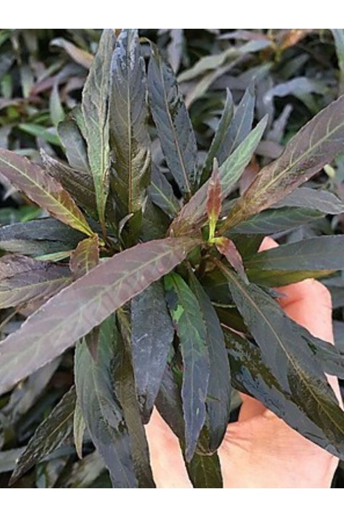 Hygrophila Angustifolia Rubra Akvaryum Bitkisi,canlı Bitki 5 Dal