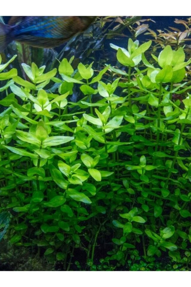 Bacopa caroliniana Akvaryum Bitkisi,canlı Bitki 5 Dal