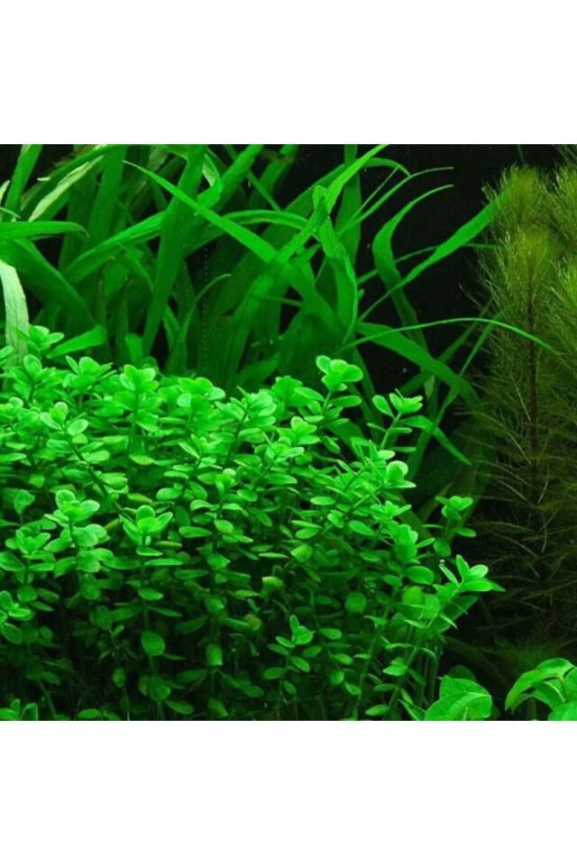 Bacopa Monnieri Akvaryum Bitkisi,canlı Bitki 5 Dal