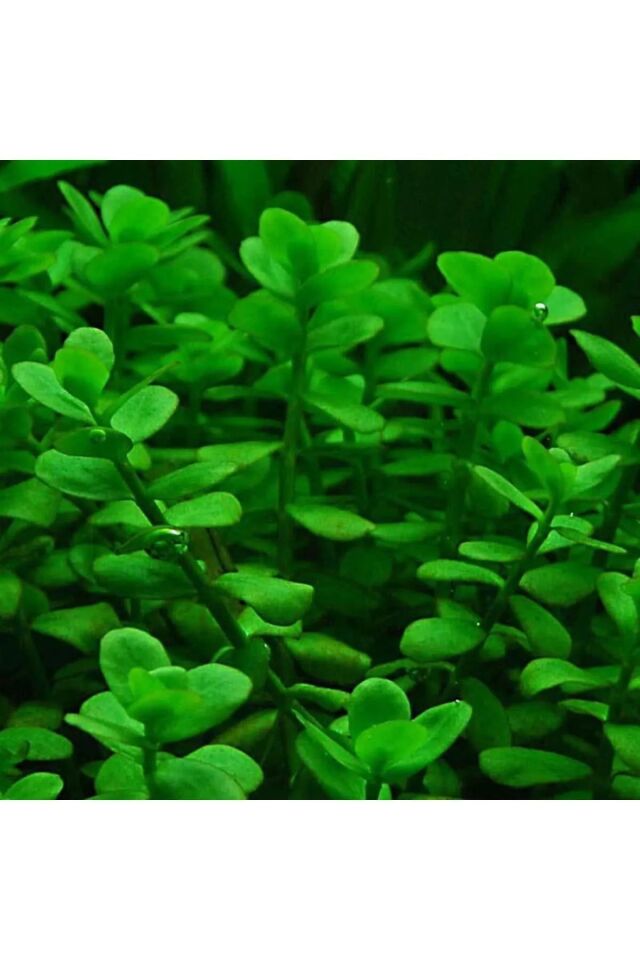 Bacopa Monnieri Akvaryum Bitkisi,canlı Bitki 5 Dal