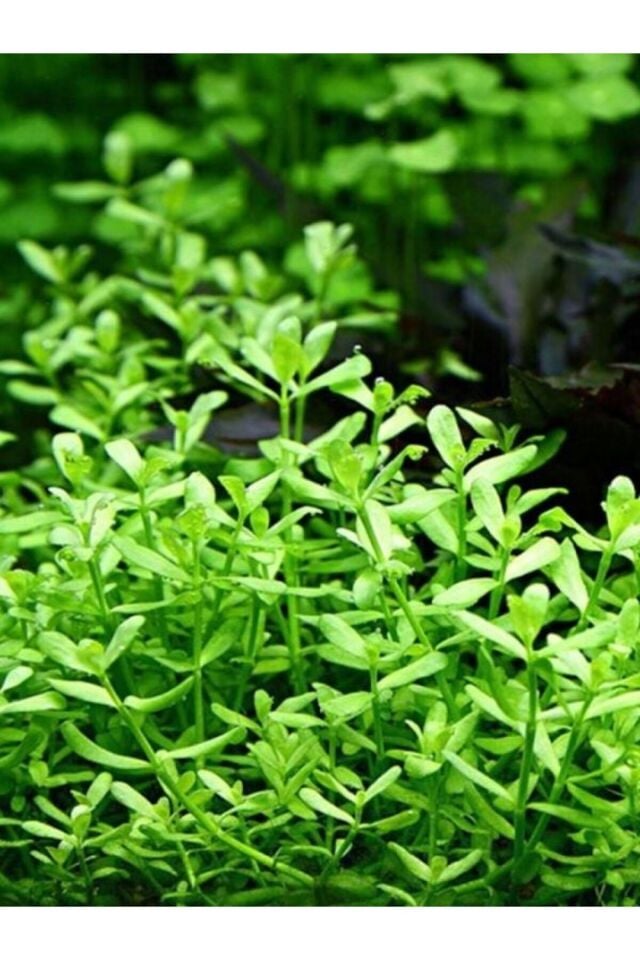 Bacopa Monnieri Akvaryum Bitkisi,canlı Bitki 5 Dal