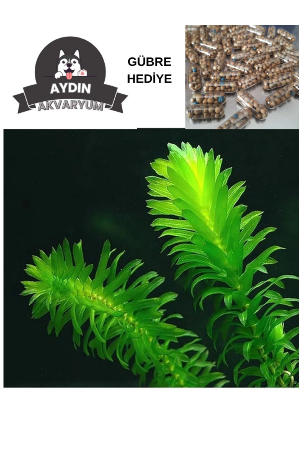 Eledoa Densa Akvaryum Bitkisi,canlı Bitki 5 Dal