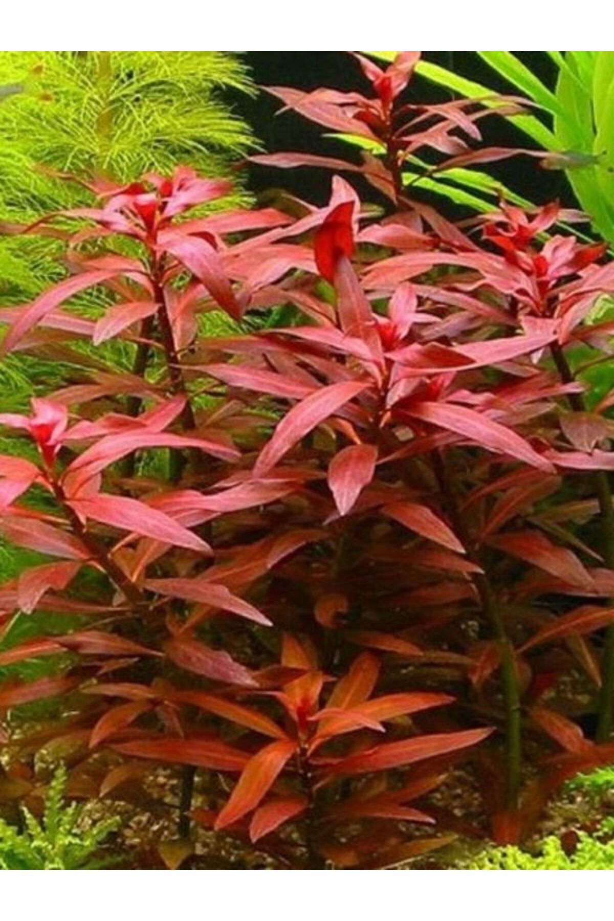 Ludwigia Diamond( Gül) Akvaryum Bitkisi, Canlı Bitki 5 Dal
