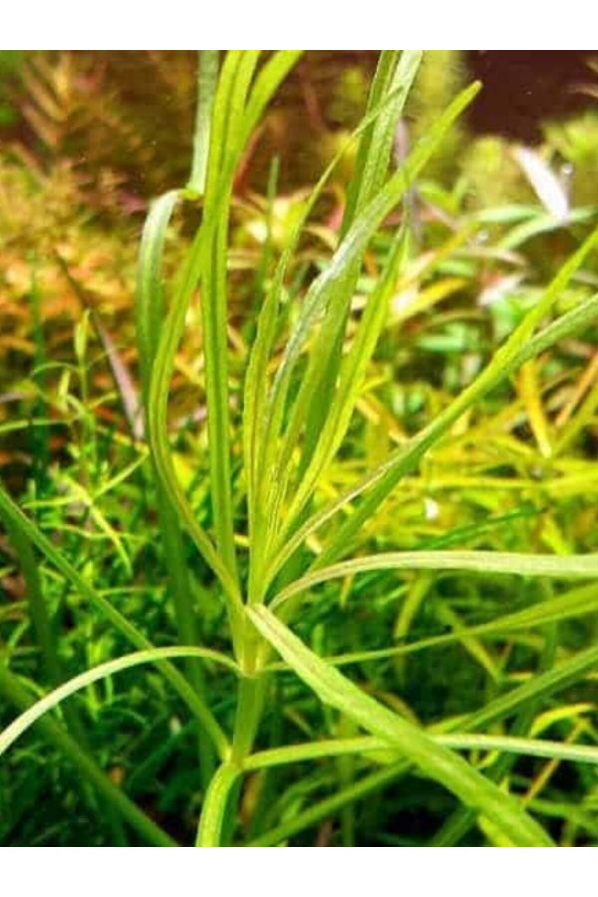 Pogestemon Octopus Akvaryum Bitkisi, Canlı Bitki 5 Dal