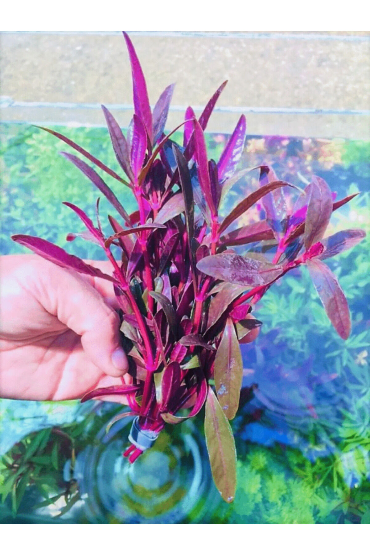 Alternanthera Sessilis Akvaryum Bitkisi,canlı Bitki 5 Dal