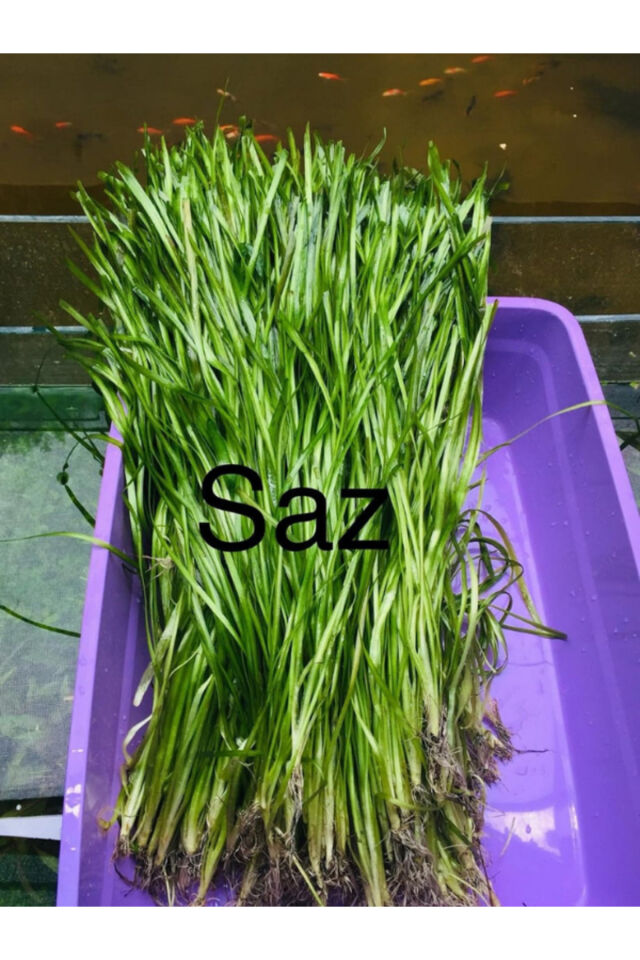Dev Saz Vallisneria Gigantea Akvaryum Bitkisi Canlı Bitki 5 Dal