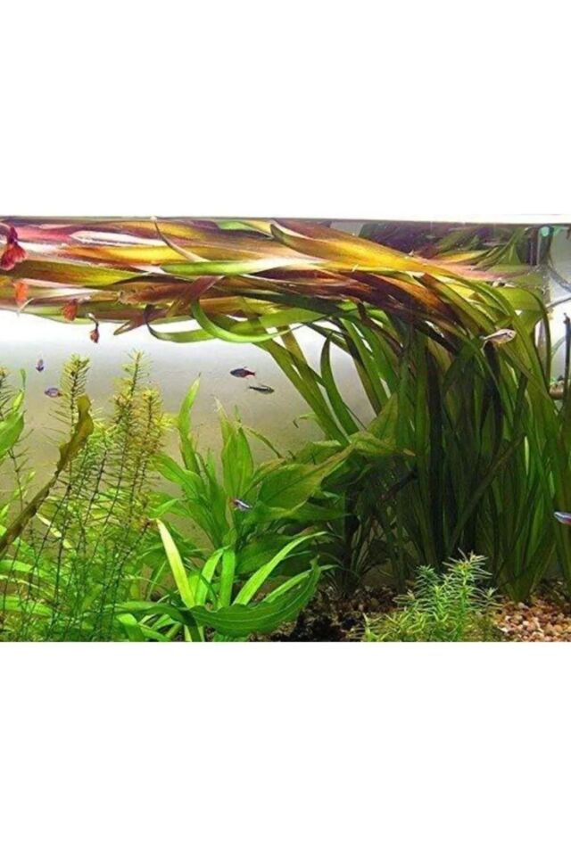 Dev Saz Vallisneria Gigantea Akvaryum Bitkisi Canlı Bitki 5 Dal