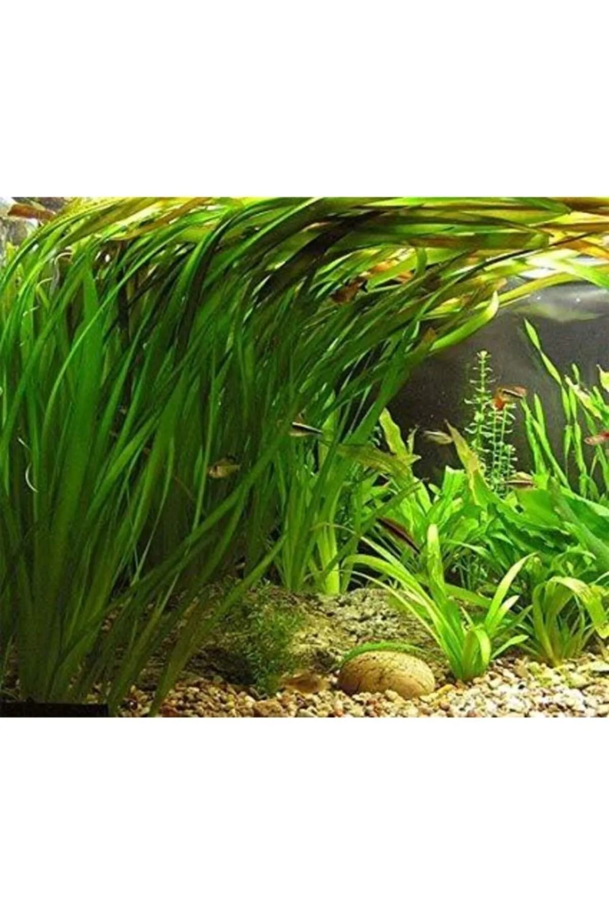 Dev Saz Vallisneria Gigantea Akvaryum Bitkisi Canlı Bitki 5 Dal