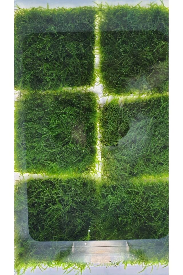 Christmas Moss Tele Sarılı 5x5Cm Yeni Sarım