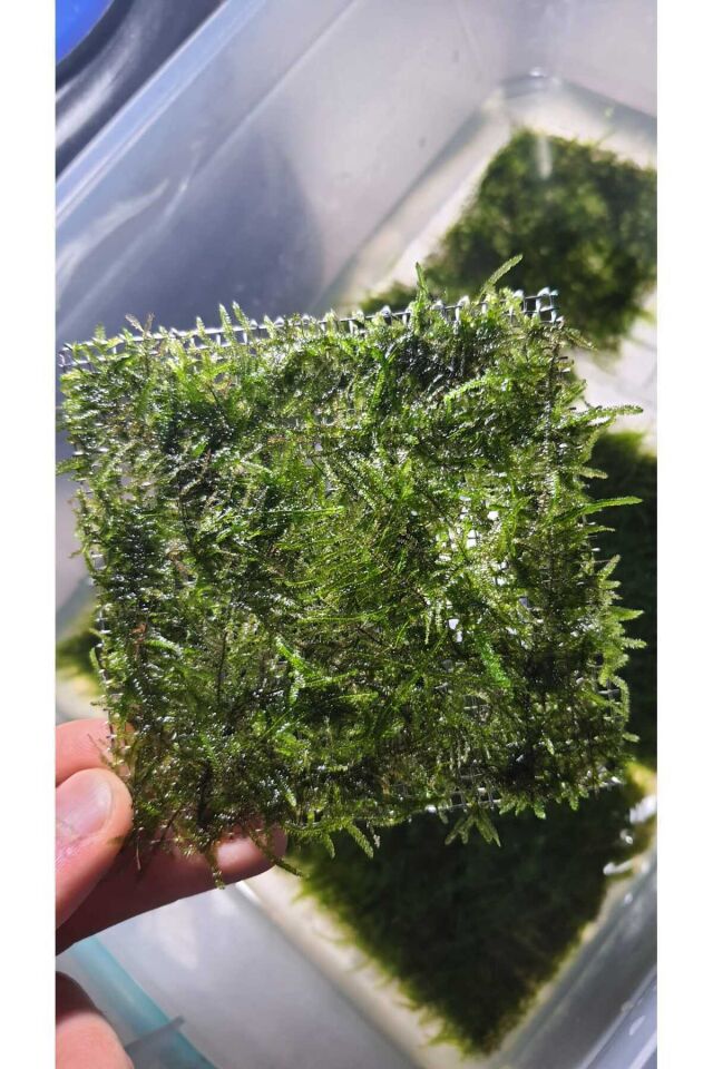 Christmas Moss Tele Sarılı 5x5Cm Yeni Sarım