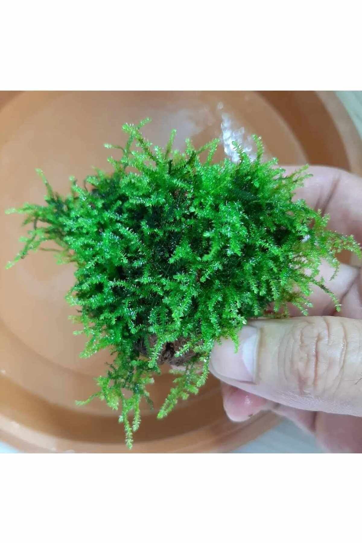 Anchor Moss Akvaryum Bitkisi Yeni sarım 5x5 Tele Sarılı 10 Adet