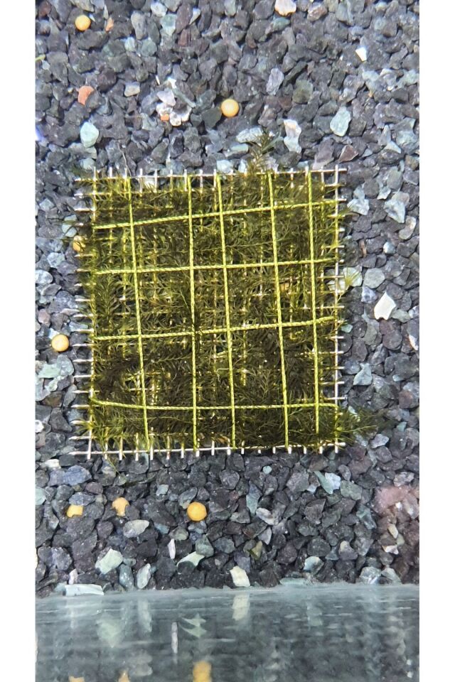 Fissidens Fountanus Moss Tele Sarılı 5x5cm Yeni Sarım Canlı Bitki