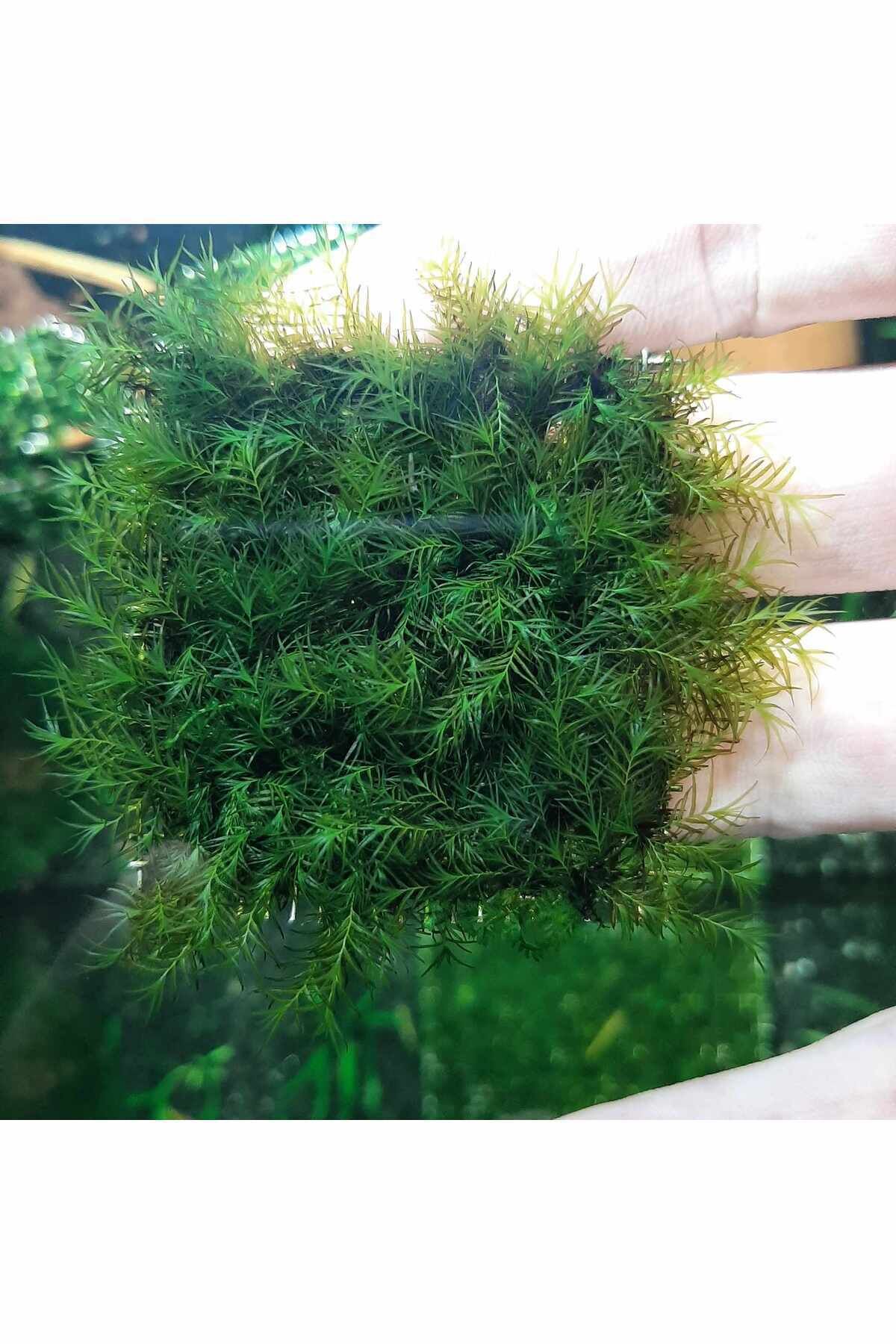 Fissidens Fountanus Moss Tele Sarılı 5x5cm Yeni Sarım Canlı Bitki