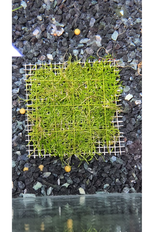 Riccia Moss Canlı Bitki 5x5Cm Yeni Sarım