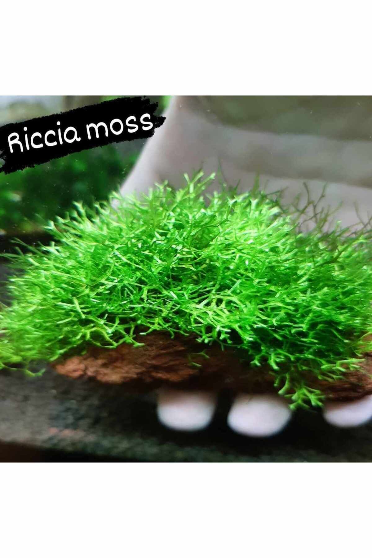 Riccia Moss Canlı Bitki 5x5Cm Yeni Sarım
